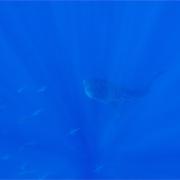 /observatoire/images/4190_e164b5eb965faf0fb012d2bd0afd1a5f.jpeg