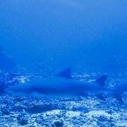 /observatoire/images/4712_e31b4585dc4346c89afa8c48ded89dc3.jpeg